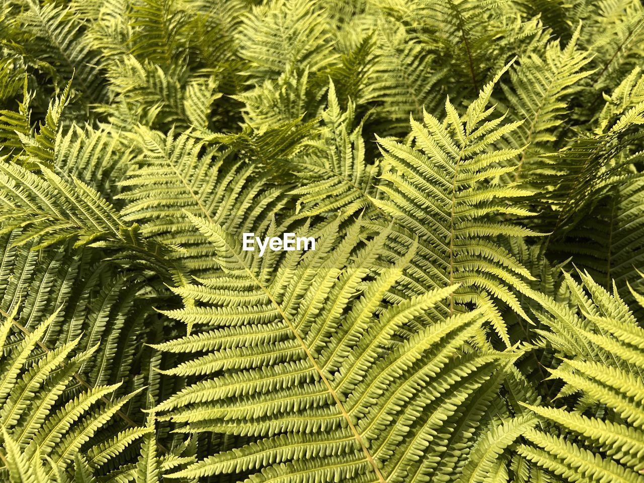 green, leaf, plant, ferns and horsetails, plant part, growth, fern, backgrounds, full frame, beauty in nature, nature, no people, tree, close-up, day, outdoors, foliage, tranquility, vegetation, lush foliage, frond, pattern, branch