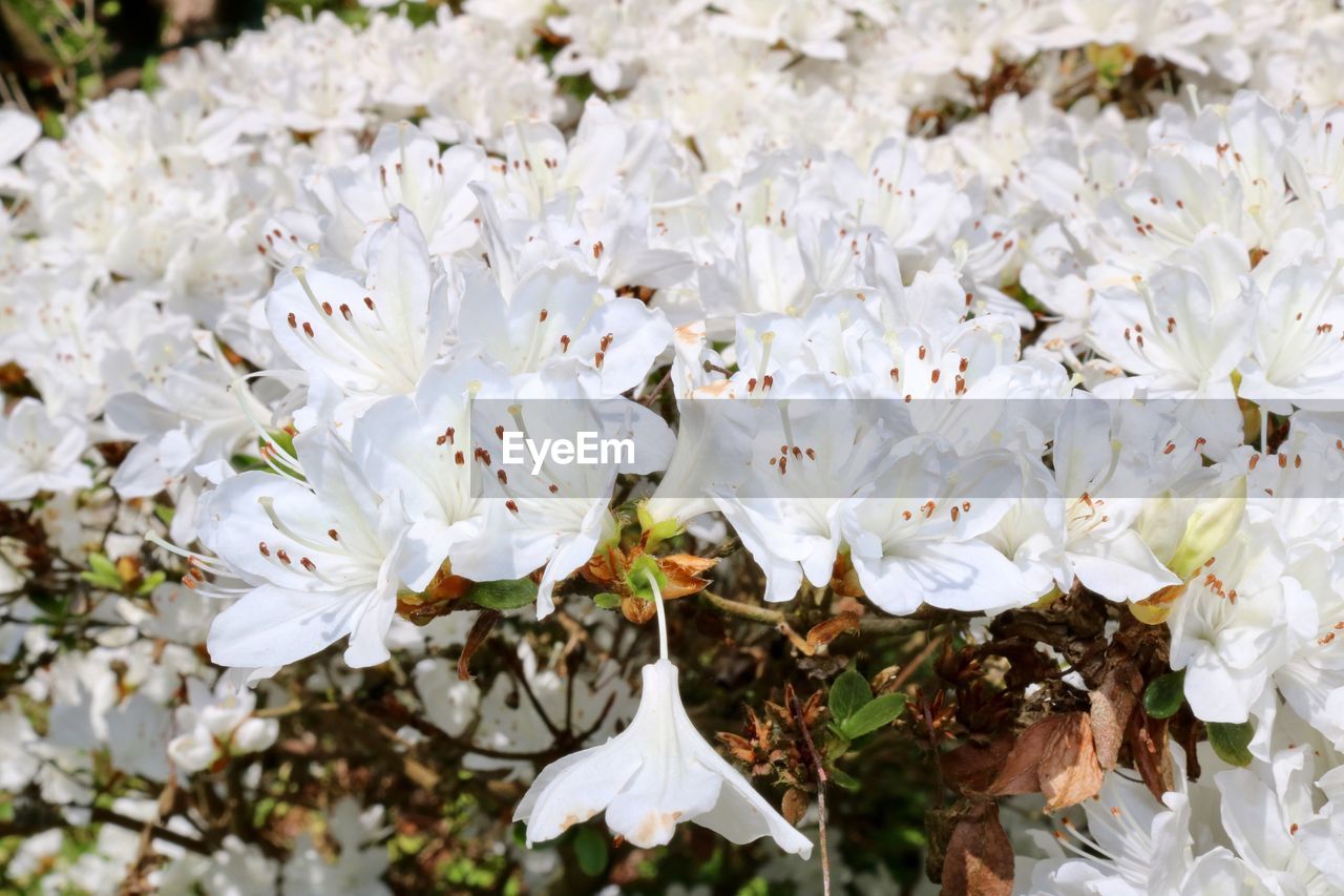 Close-up of white flowers