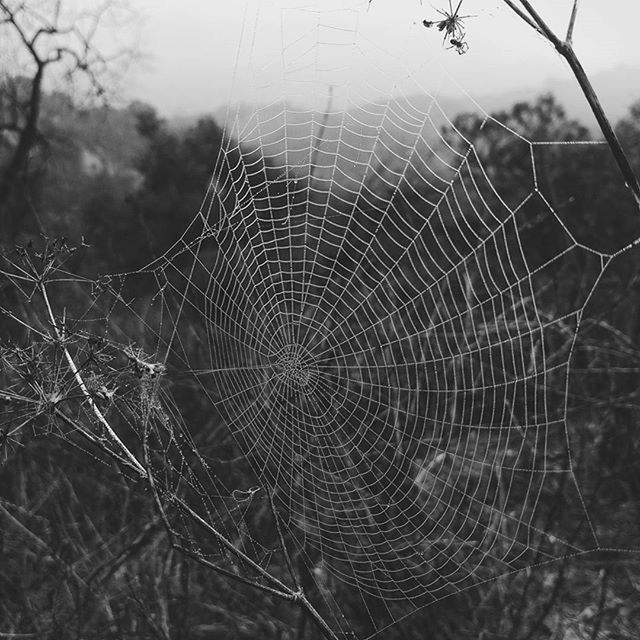 CLOSE-UP OF SPIDER WEB ON TREE TRUNK