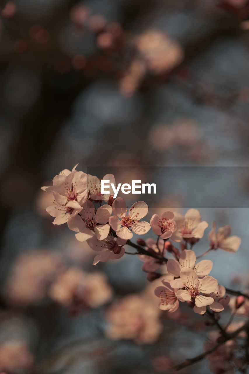 spring, plant, close-up, branch, leaf, beauty in nature, tree, macro photography, nature, flower, fragility, autumn, freshness, focus on foreground, flowering plant, blossom, growth, outdoors, no people, springtime, twig, petal, selective focus, food and drink, fruit, plant part, tranquility, day, cherry blossom, pink, dry, food, environment