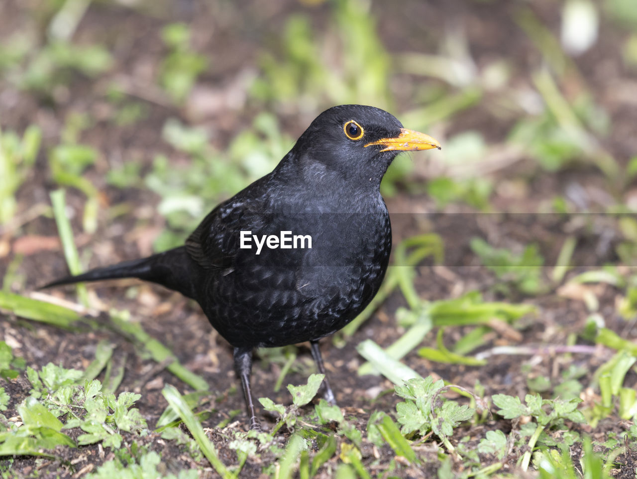 BLACK BIRD PERCHING ON A FIELD