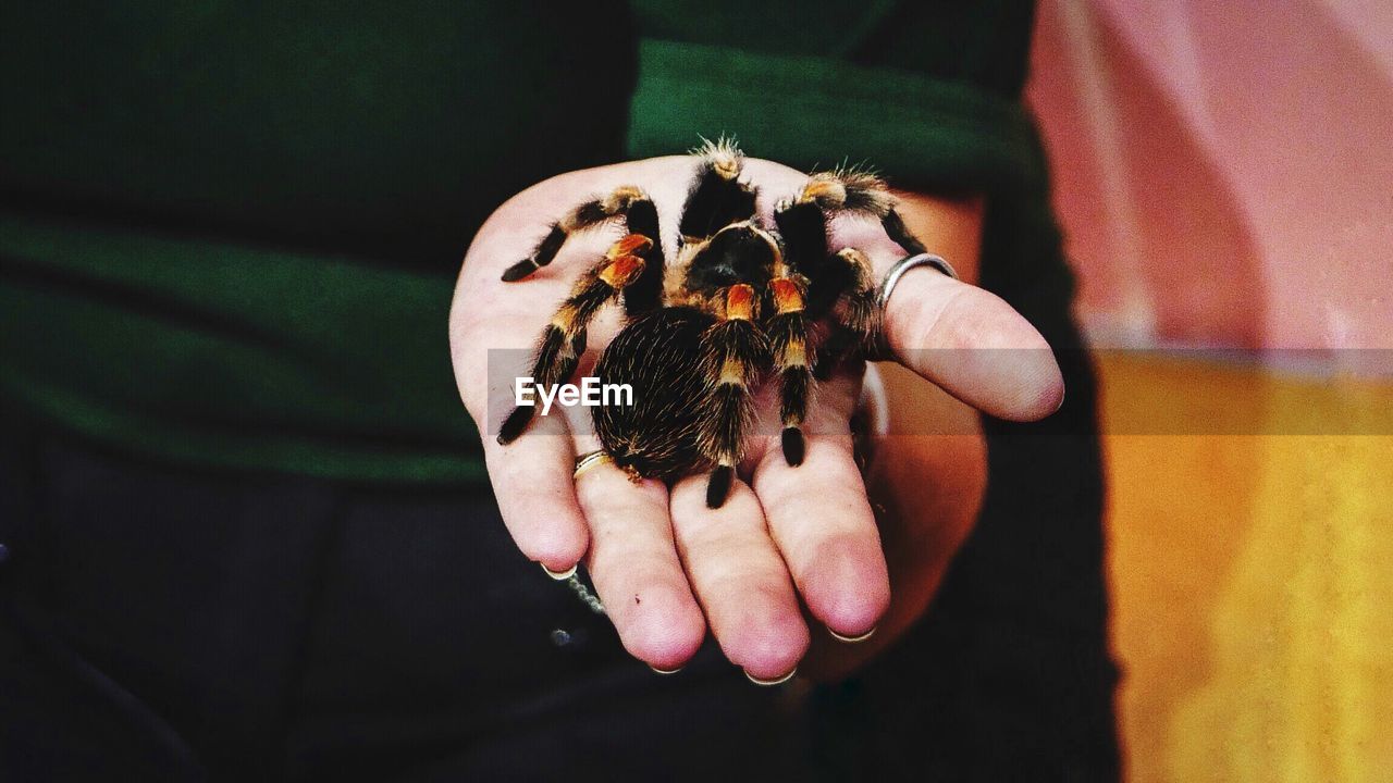 Midsection of woman holding spider