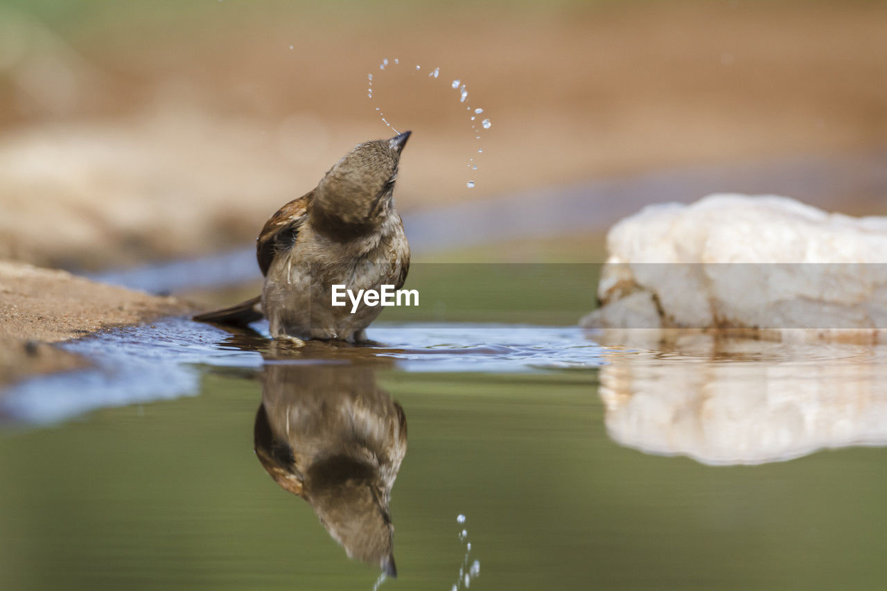 animal themes, animal, animal wildlife, water, bird, wildlife, nature, reflection, one animal, lake, no people, motion, selective focus, day, beak, close-up, focus on foreground, outdoors, surface level, beauty in nature, full length, standing water, side view