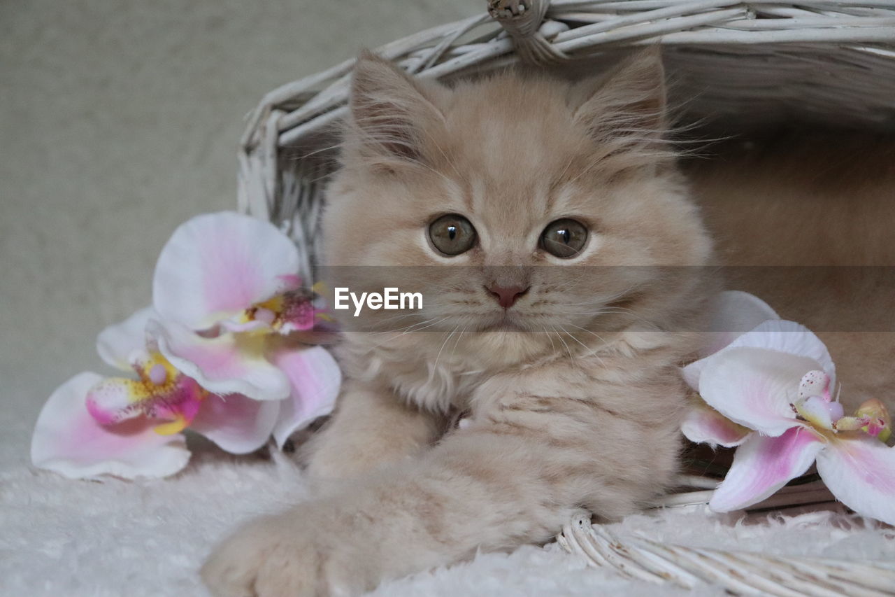 CLOSE-UP PORTRAIT OF CAT WITH KITTEN ON WALL