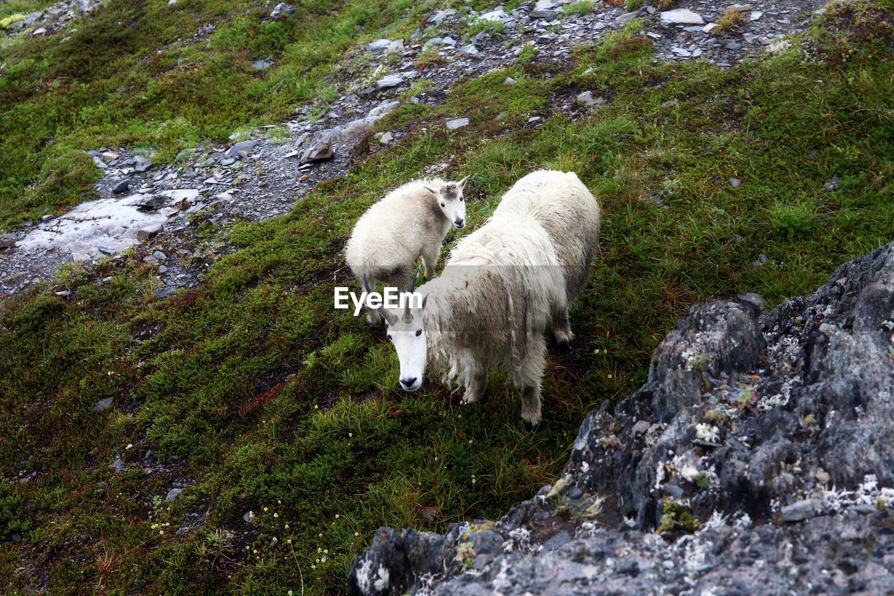 Mountain goats, seward, exit glacier walk