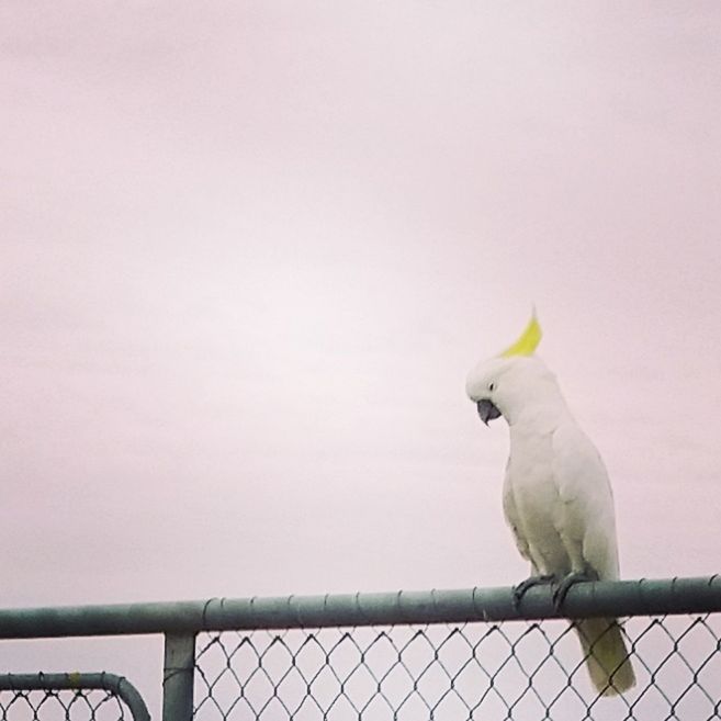 CLOSE-UP OF BIRD PERCHING ON WALL