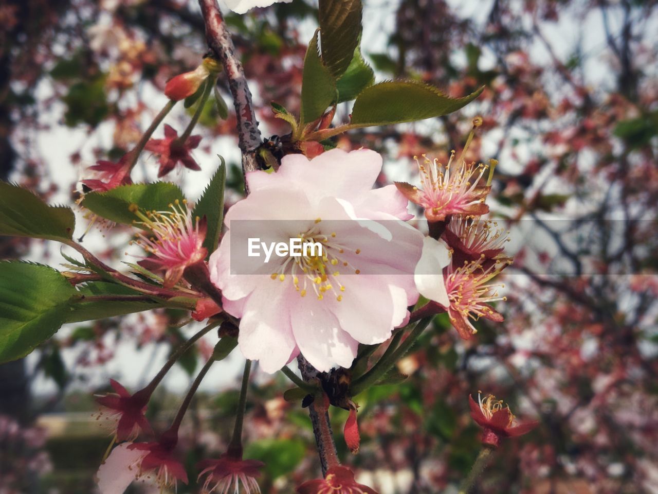 CLOSE-UP OF CHERRY BLOSSOMS IN SPRING