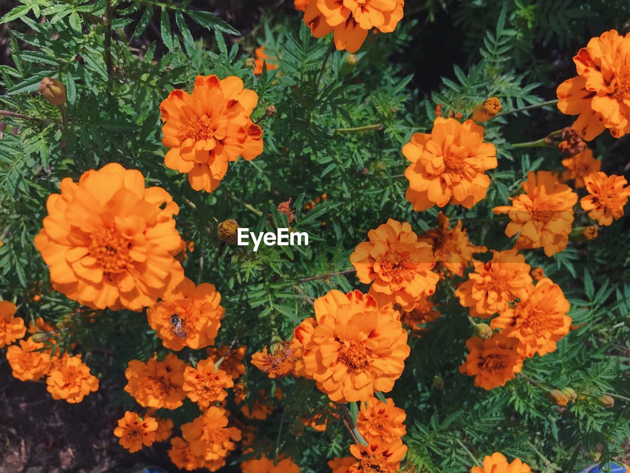 HIGH ANGLE VIEW OF MARIGOLD BLOOMING OUTDOORS