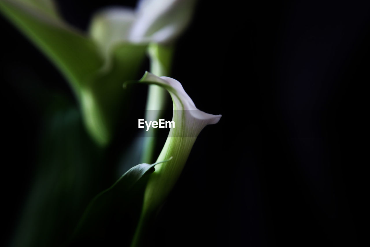 plant, green, black background, close-up, flower, freshness, beauty in nature, flowering plant, no people, macro photography, growth, studio shot, nature, plant stem, plant part, fragility, copy space, leaf, petal, yellow, inflorescence, extreme close-up, flower head, indoors, food