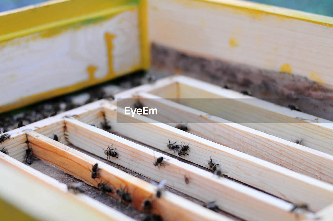 High angle view of bees on wooden shelf