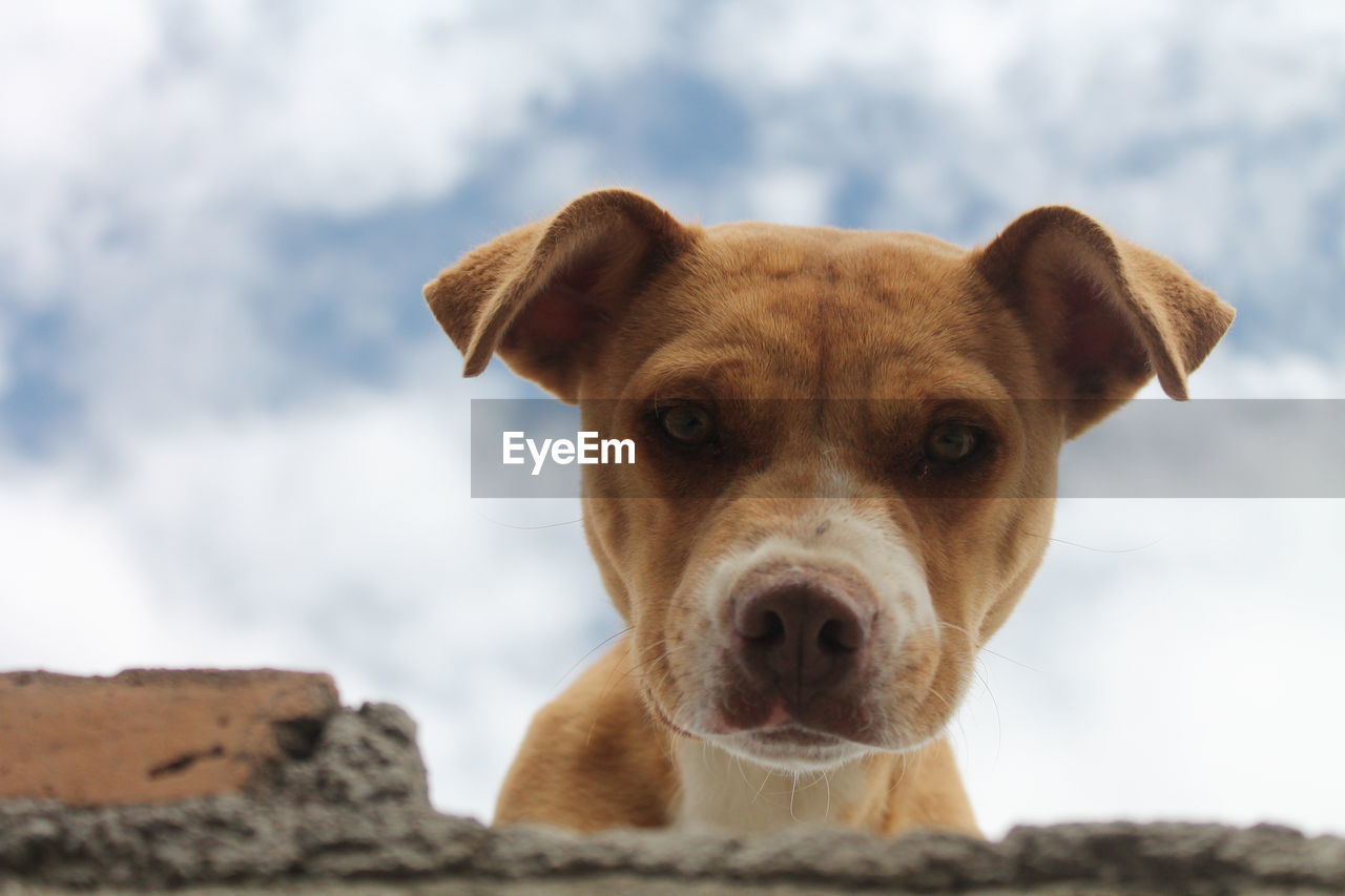 Close-up portrait of dog