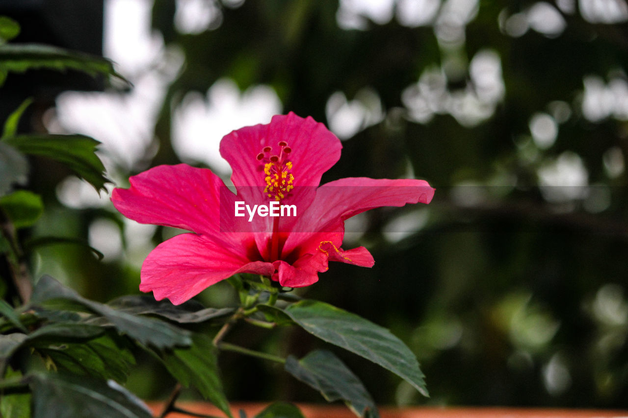 Close-up of pink flowering plant