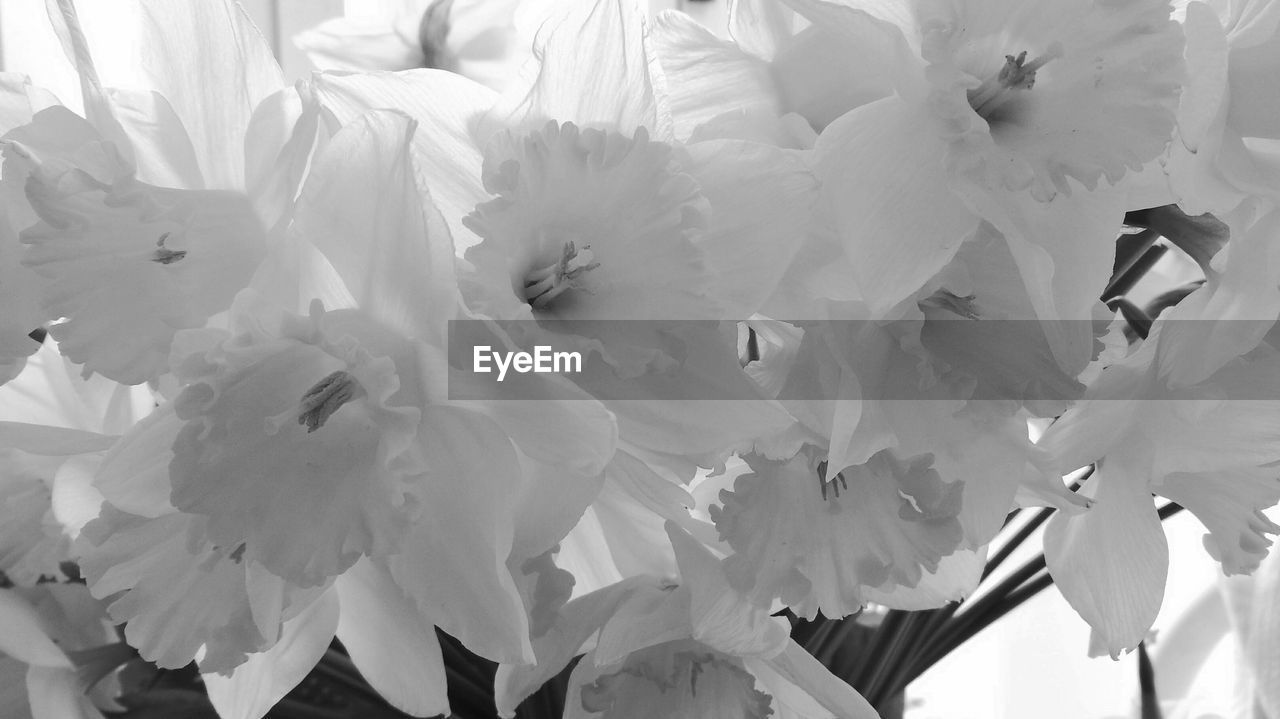 CLOSE-UP OF FLOWERS AGAINST BLURRED BACKGROUND