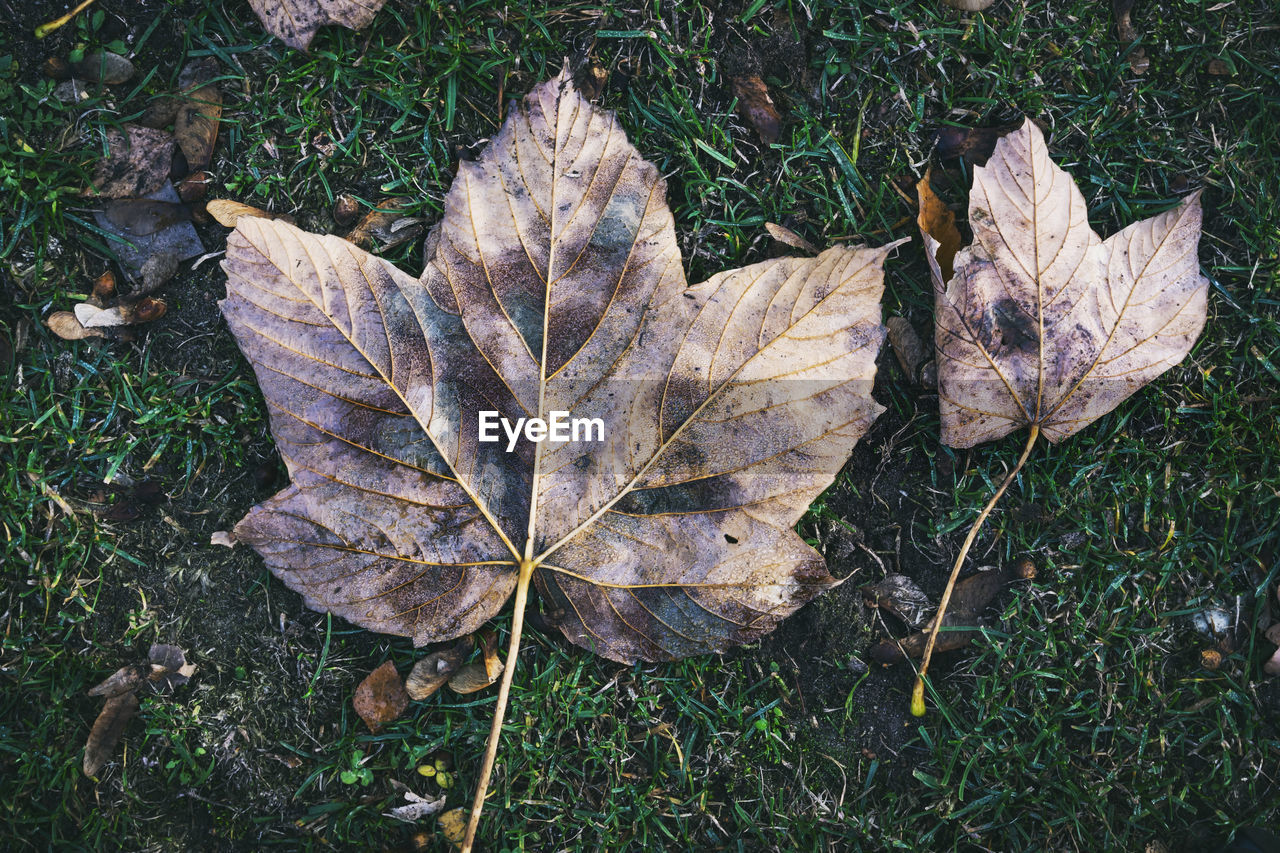 High angle view of dried maple leaf on land