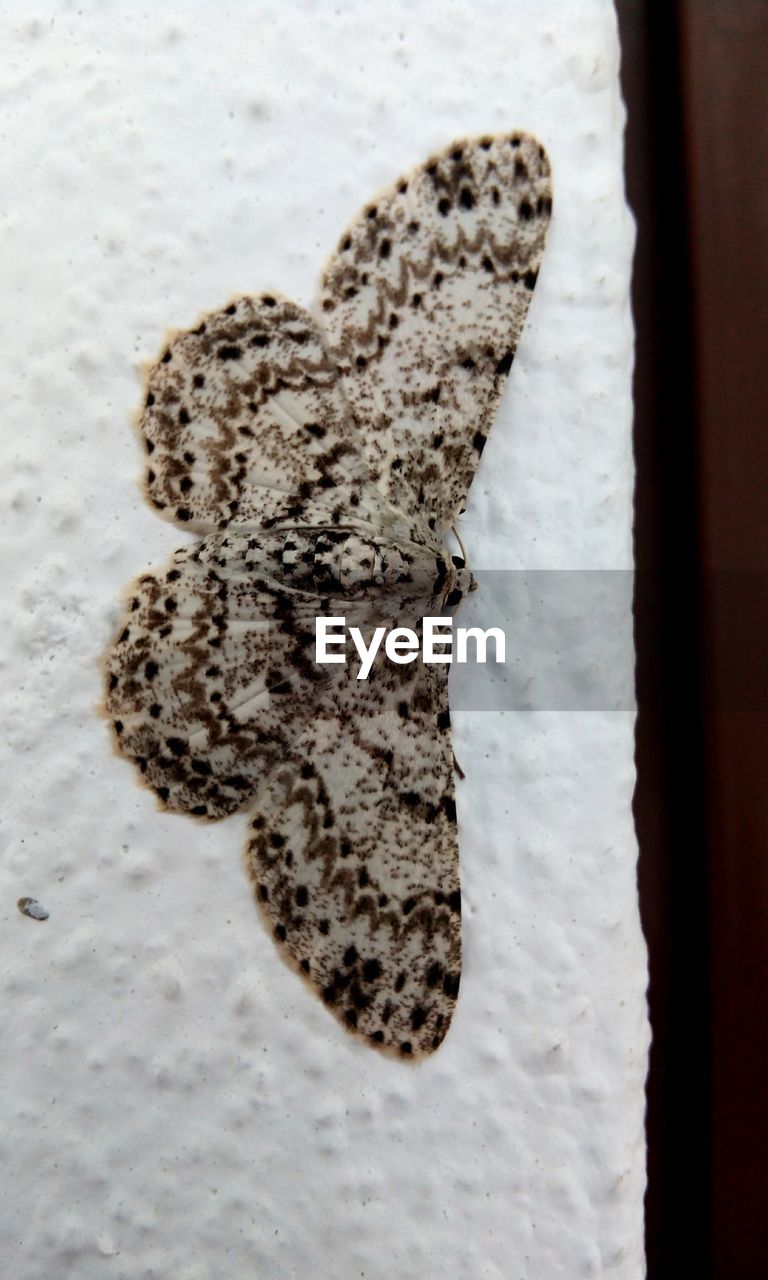 Close-up of butterfly against wall