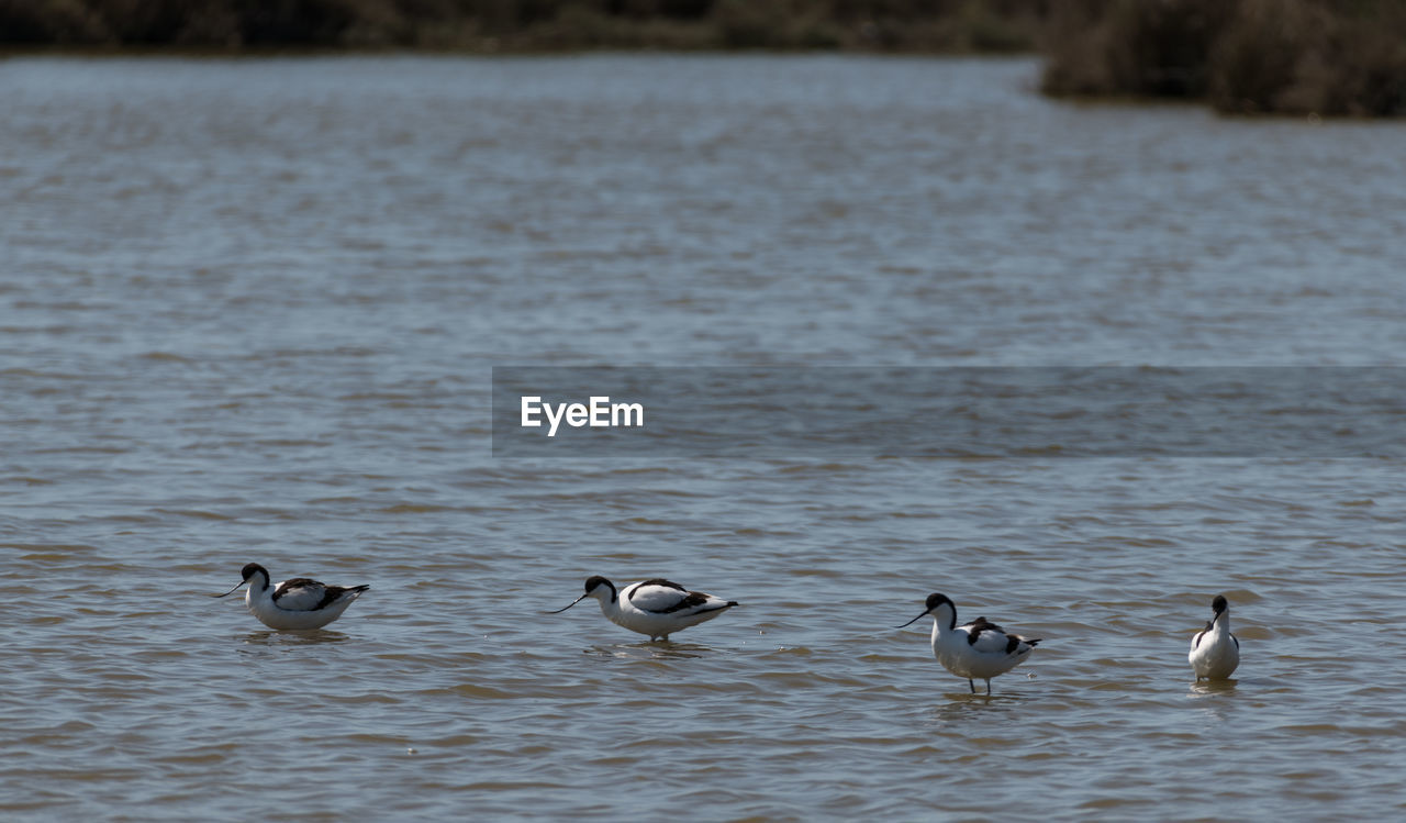 DUCKS SWIMMING IN A LAKE