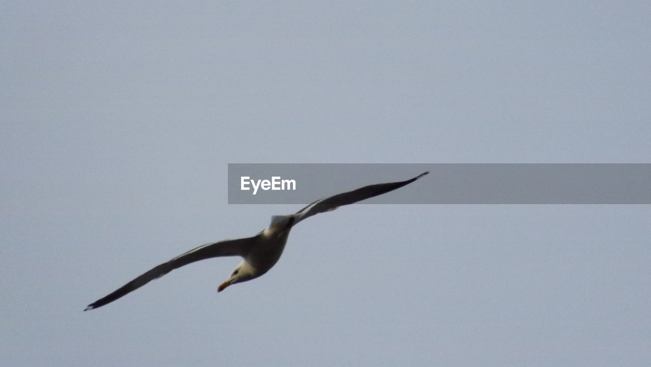 LOW ANGLE VIEW OF BIRDS FLYING