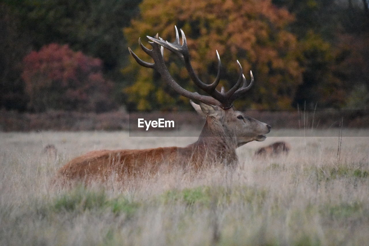 DEER IN THE FIELD