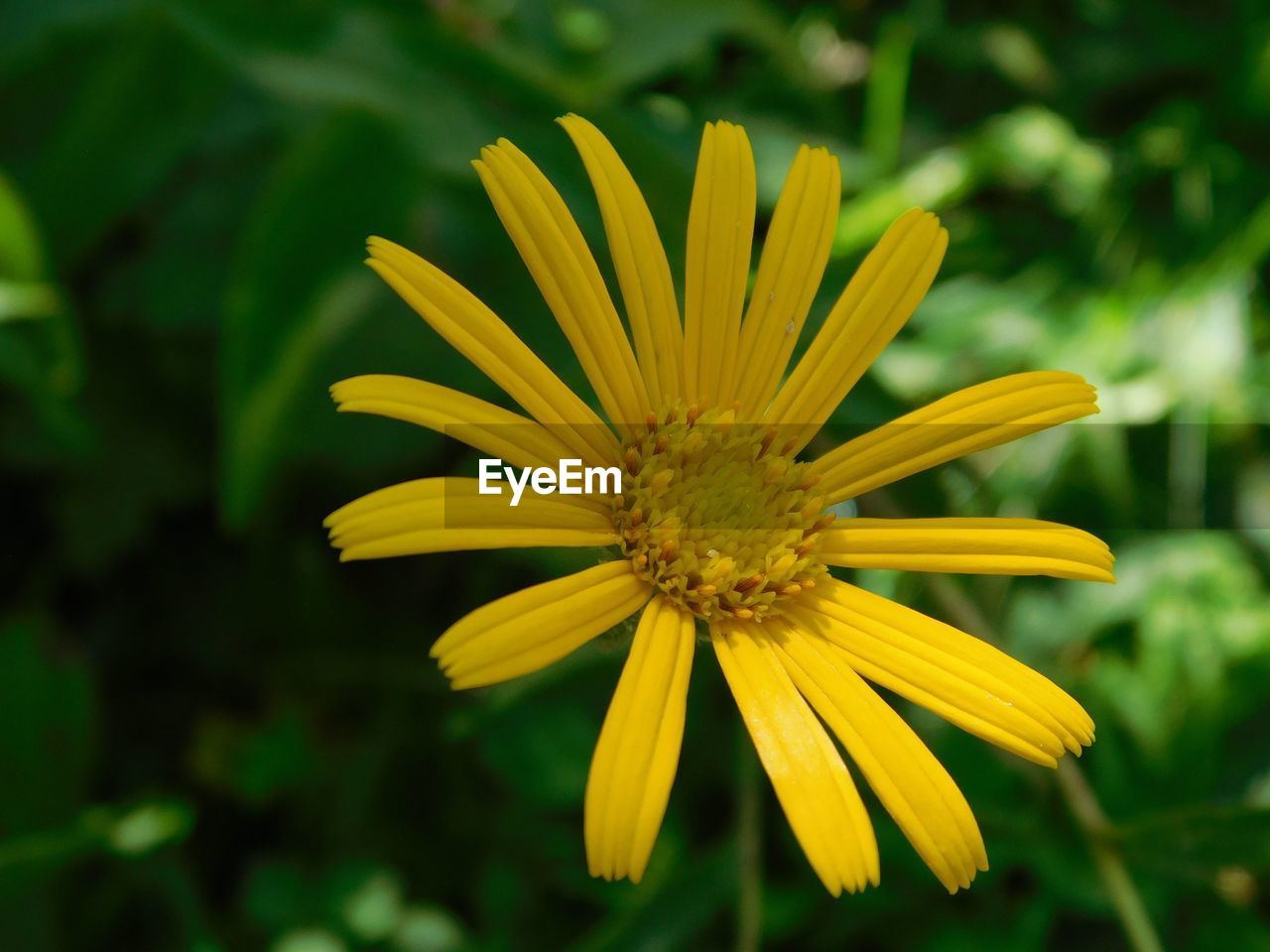 Close-up of yellow flower