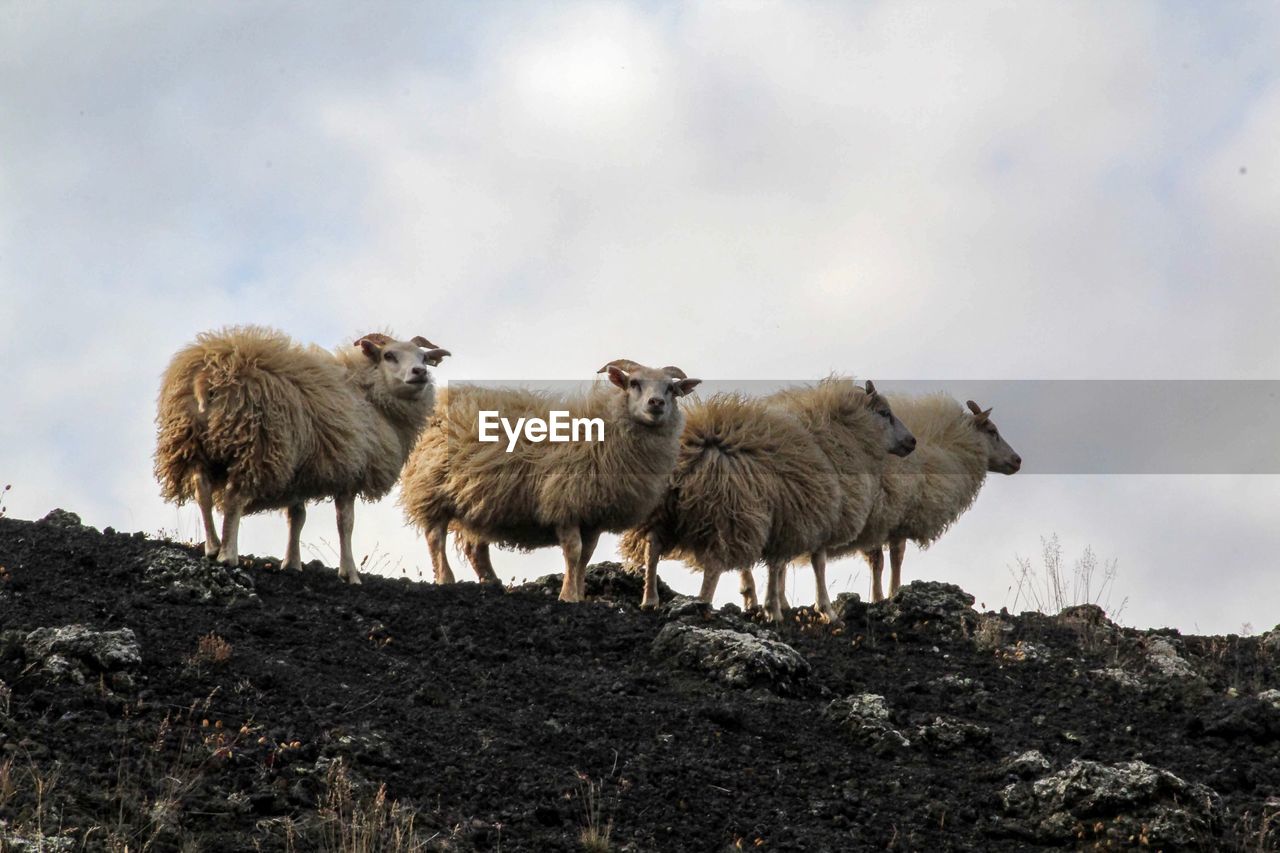 Sheep standing in a field