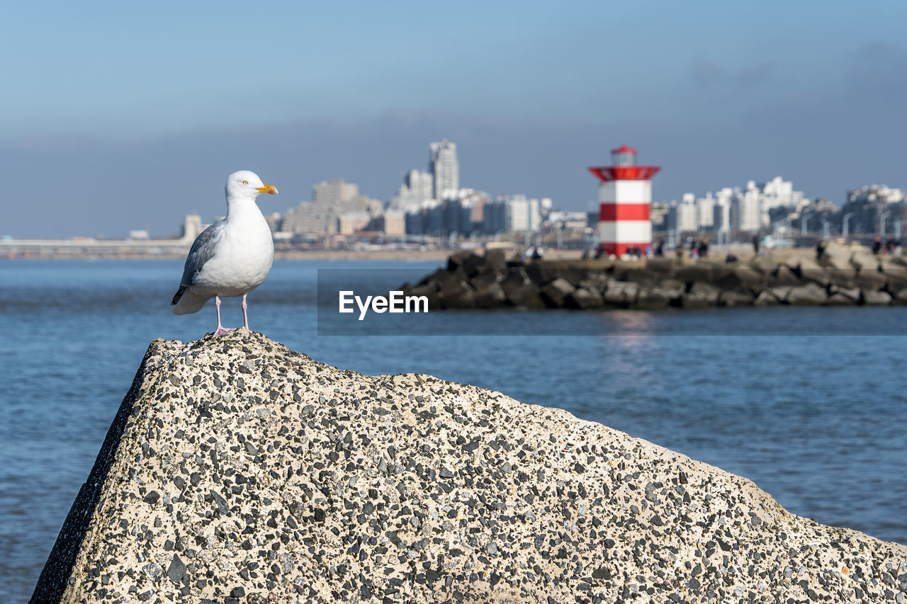 Curious seagull on concrete block with scheveningen harbor on the background on a sunny day 