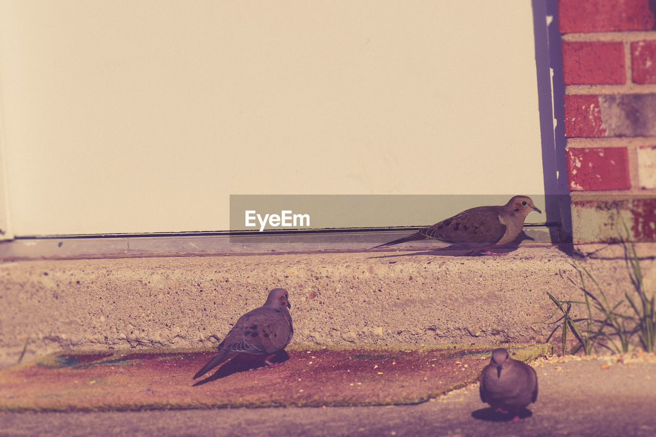 Mourning doves against white door