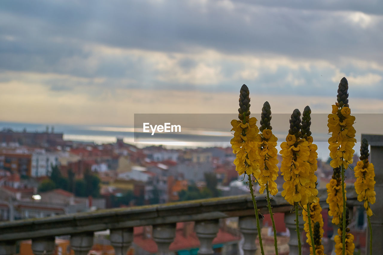 Close-up of yellow flowering plant in city against sky