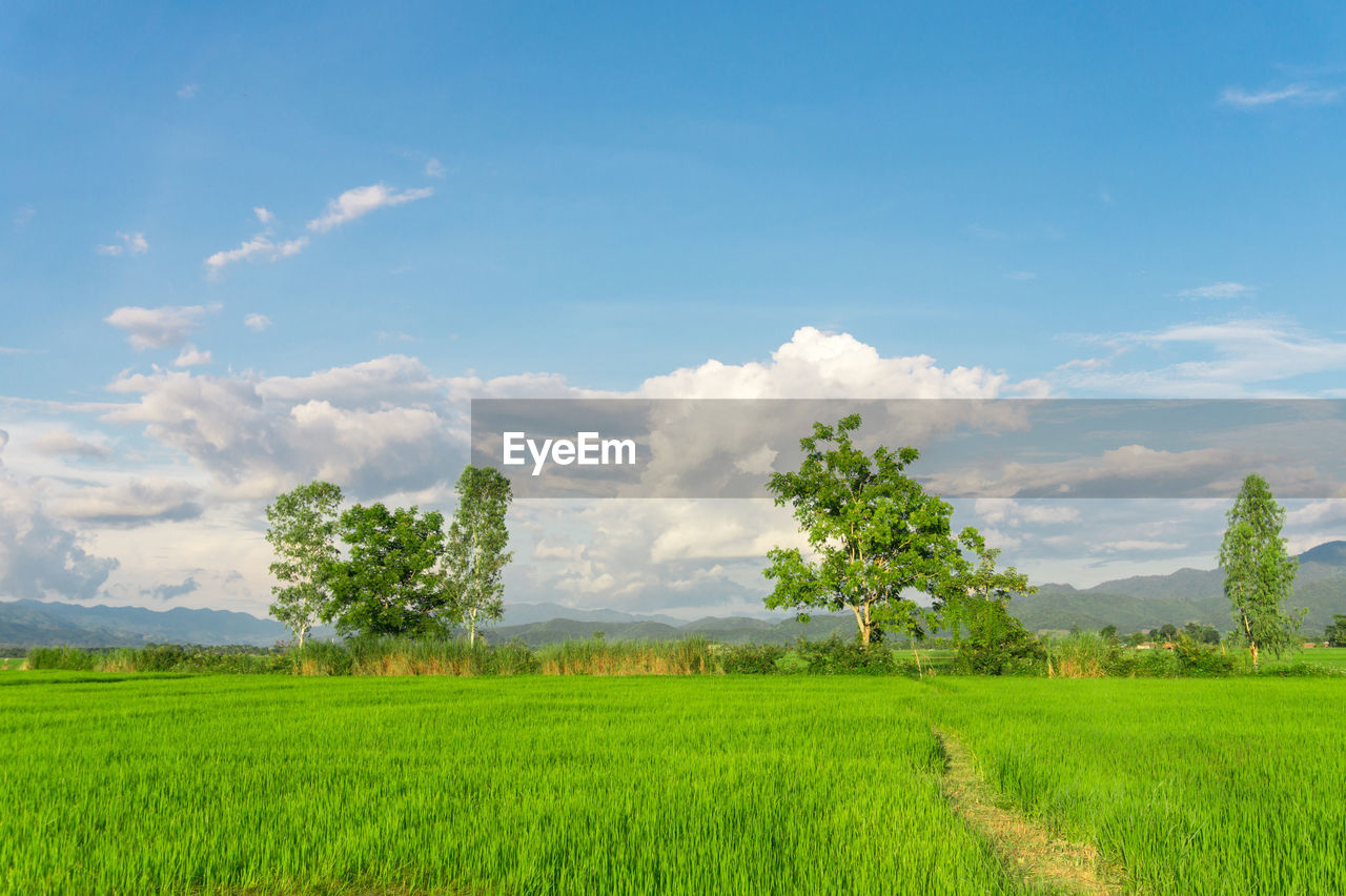 TREES ON FIELD AGAINST SKY