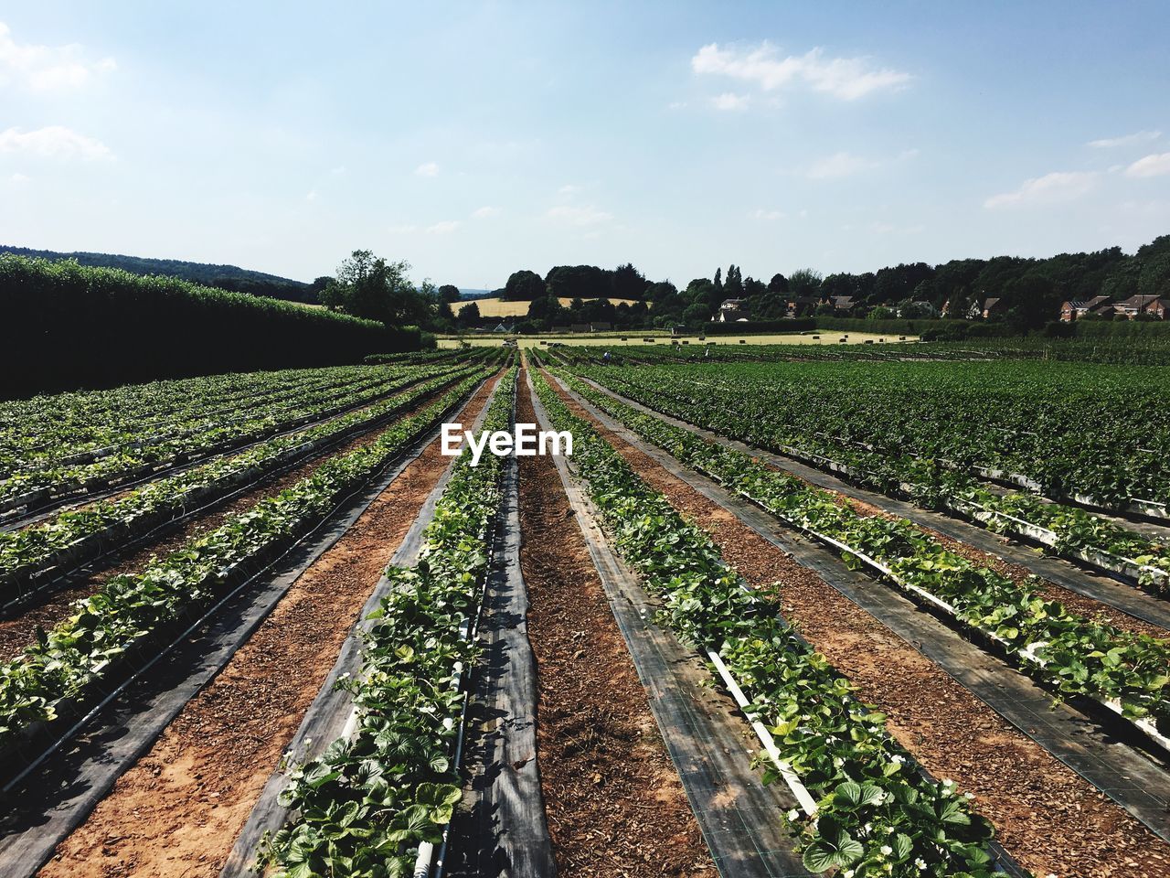 Strawberry plants growing on field against sky