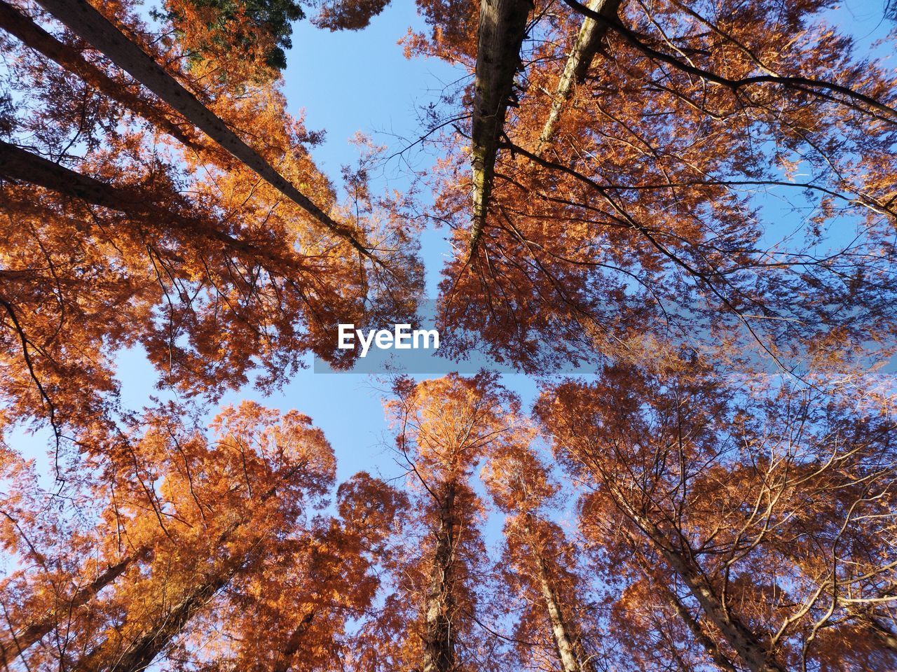 Low angle view of trees against sky