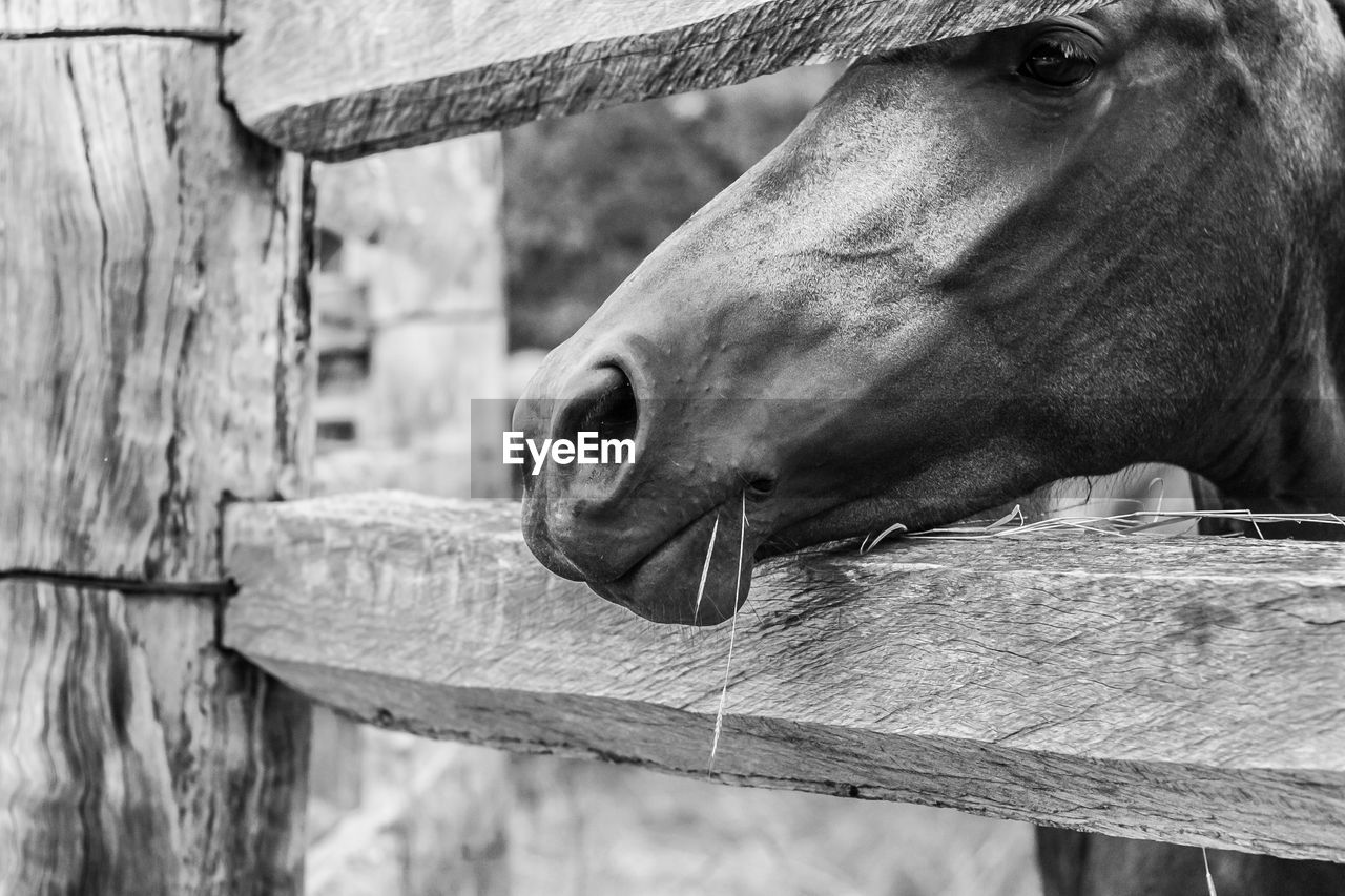 Close-up of horse in stable