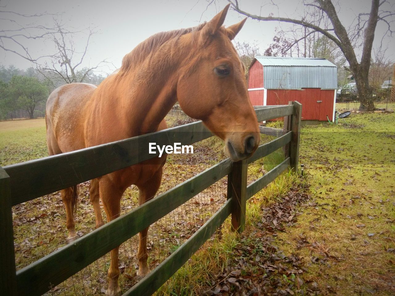 CLOSE-UP OF HORSE AGAINST TREES