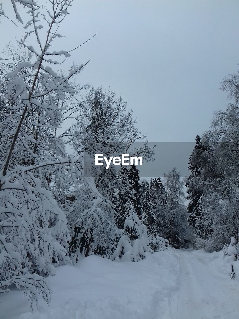 TREES ON SNOW COVERED LANDSCAPE