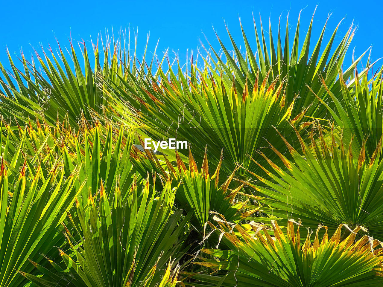 plant, grass, vegetation, growth, green, nature, palm tree, beauty in nature, sky, leaf, tree, flower, tropical climate, land, no people, saw palmetto, palm leaf, plant part, sunlight, field, environment, clear sky, outdoors, day, tranquility, freshness, tropics, blue, close-up, lawn, agriculture, sunny, landscape, summer, scenics - nature, botany