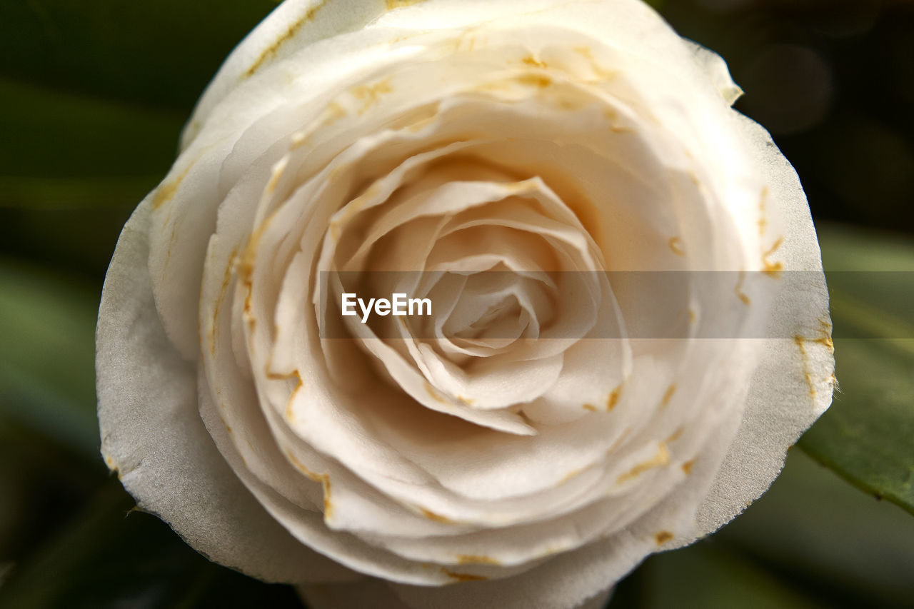 Close-up of white rose