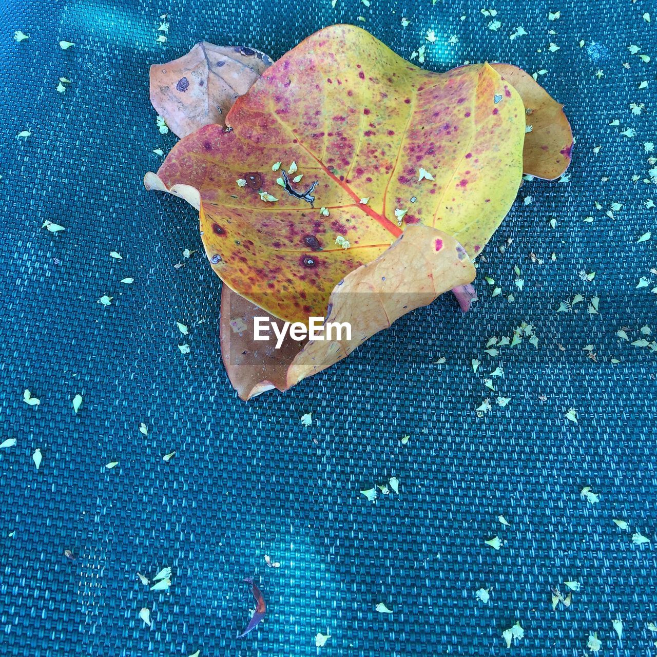 CLOSE-UP OF LEAVES ON TWIG