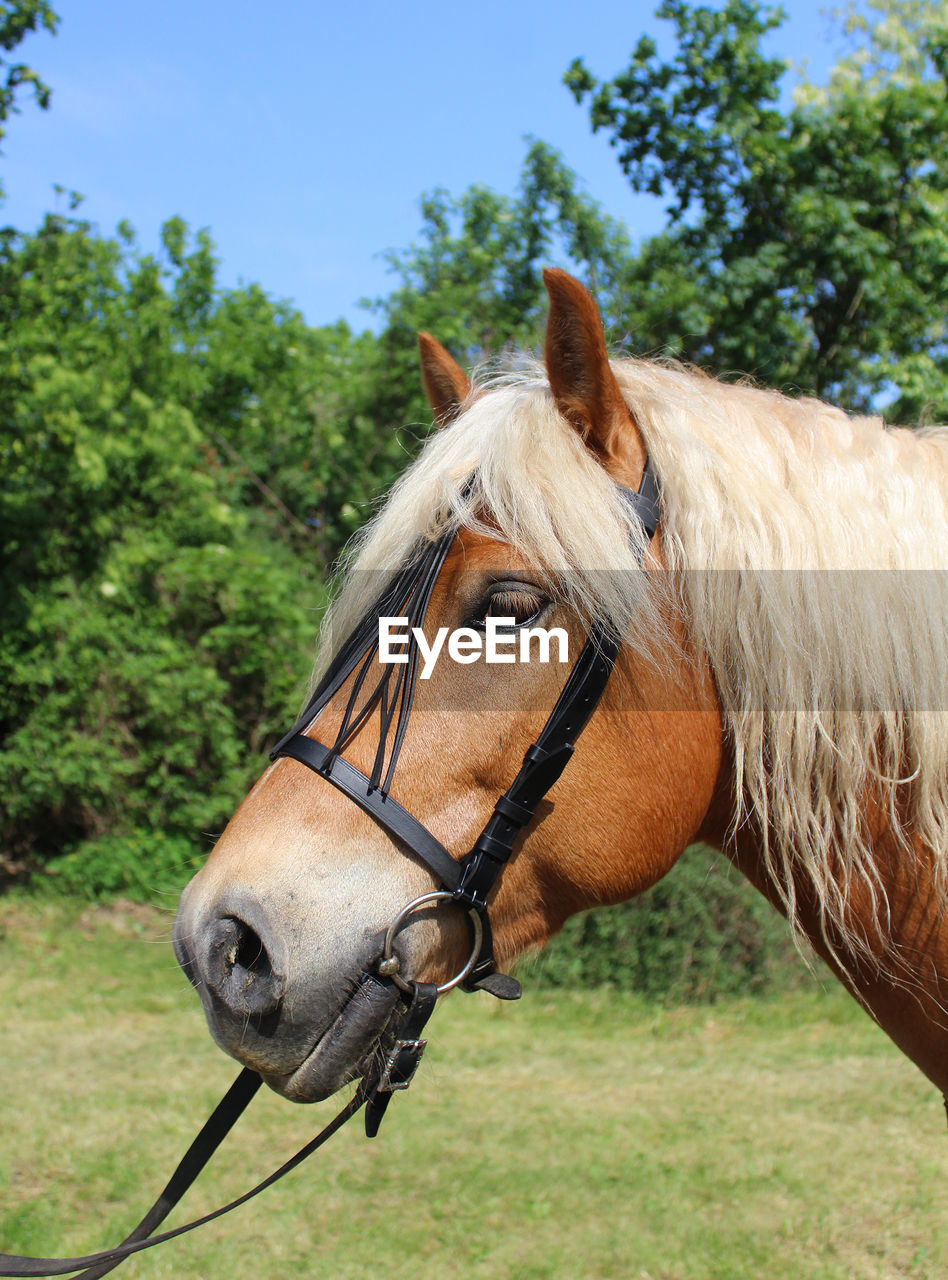 Portrait of a haflinger horse