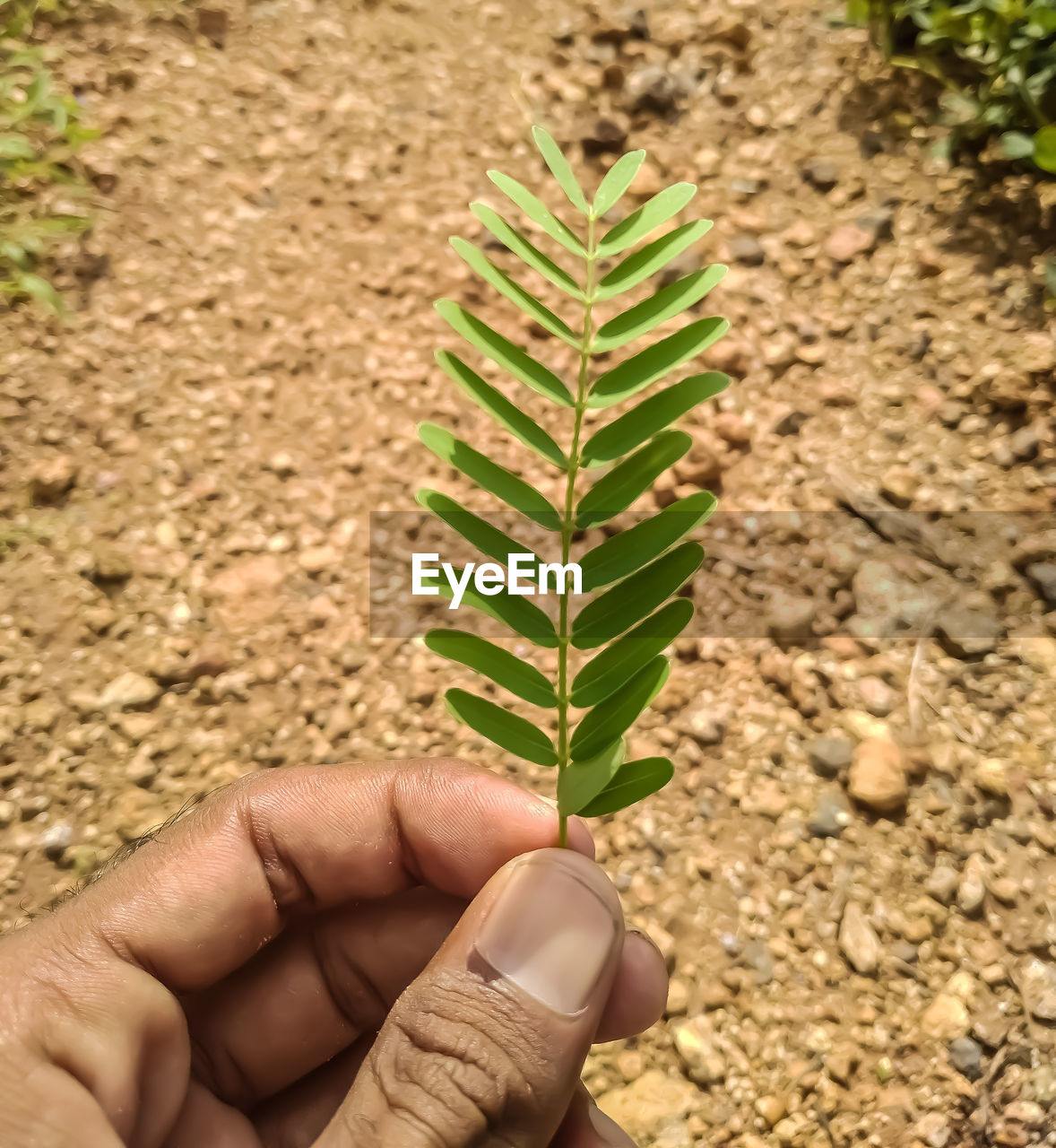 Close-up of hand holding plant