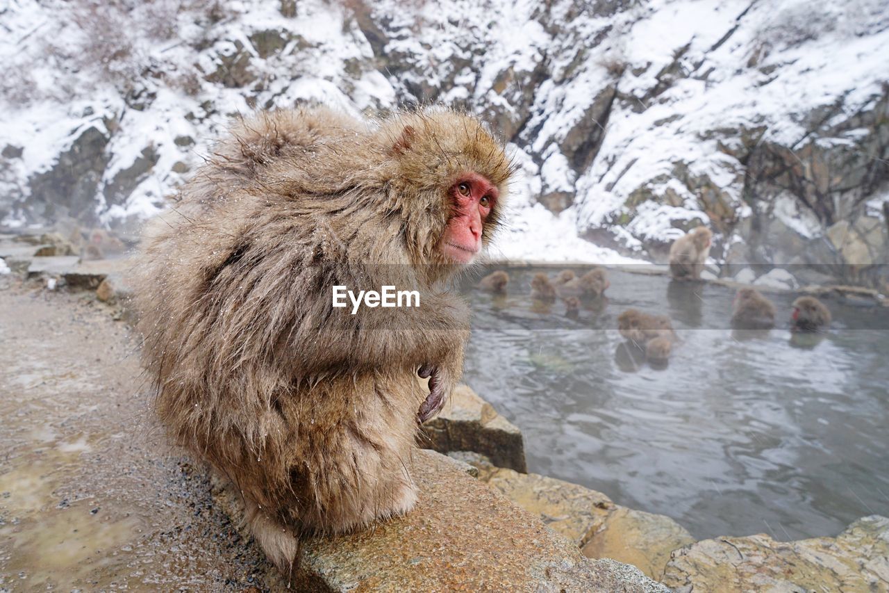 Close-up of monkey at lakeshore during winter