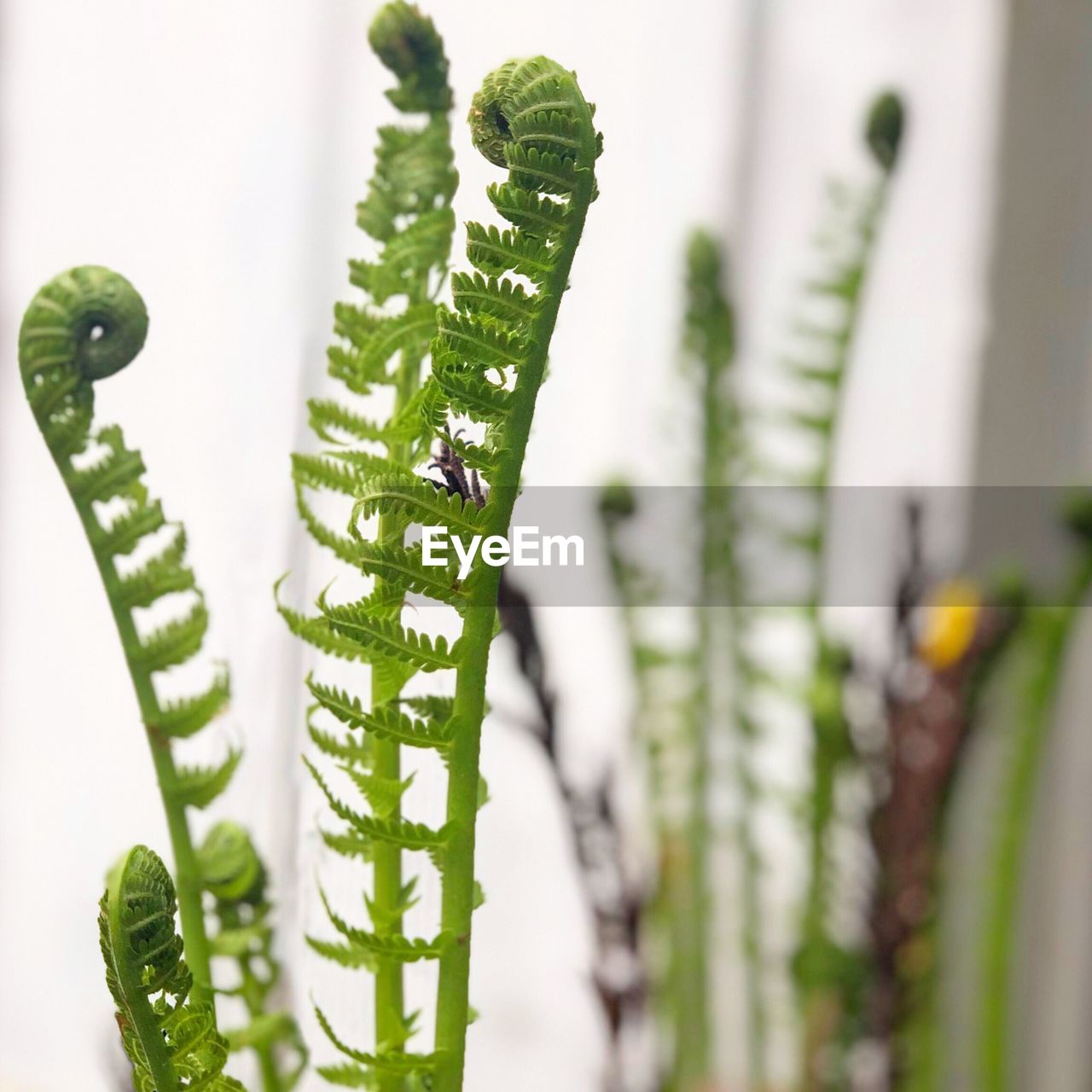 Fiddlehead fern