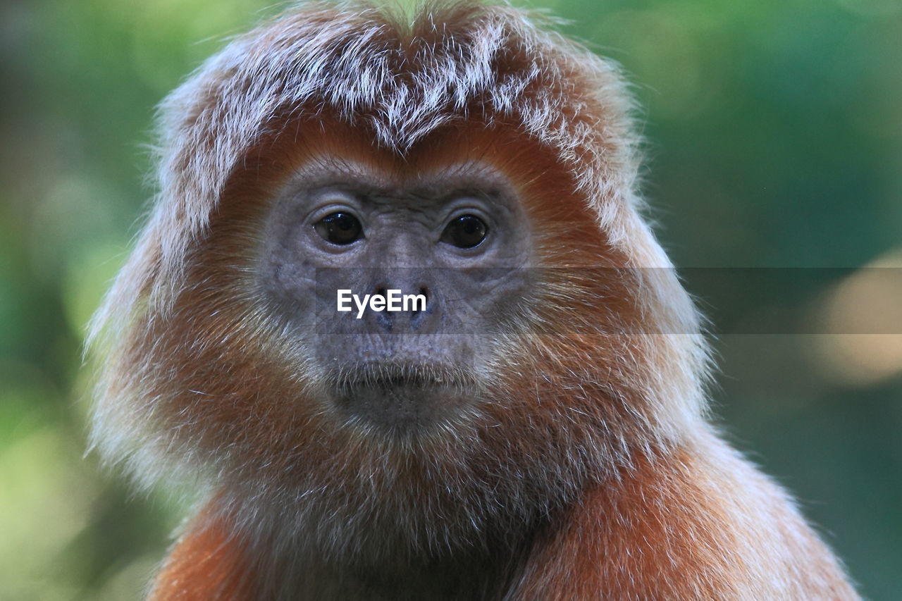 Close-up portrait of a javan lutung