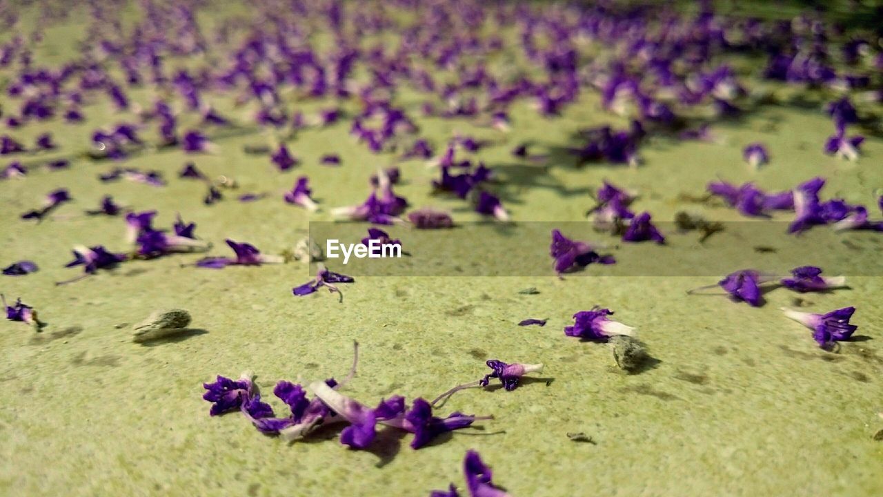 VIEW OF FLOWERS IN FIELD