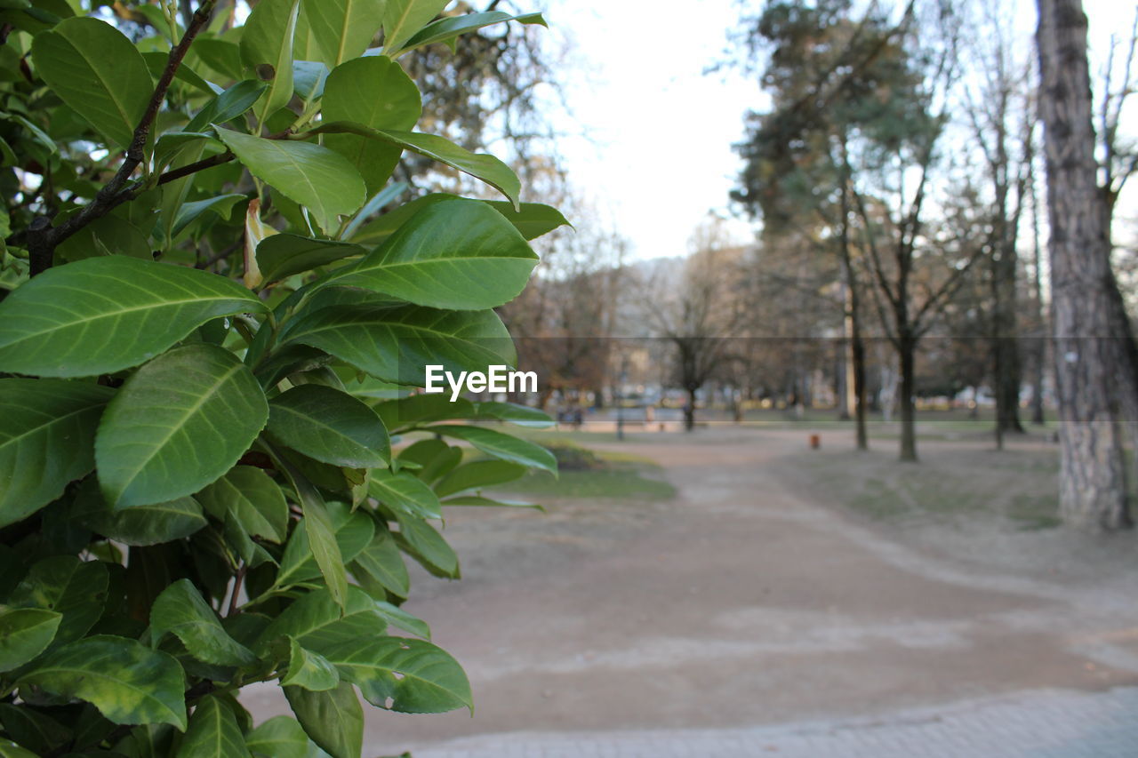 CLOSE-UP OF TREE GROWING BY ROAD