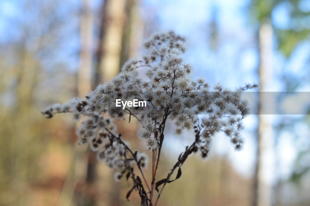 Low angle view of flowering plant against sky