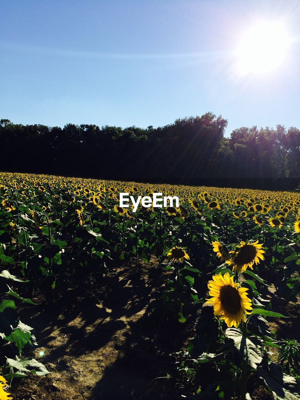 Yellow flowers growing in field