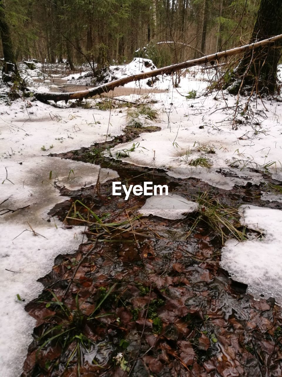 FROZEN TREES IN FOREST