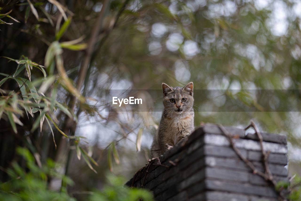 Portrait of cat sitting on wood