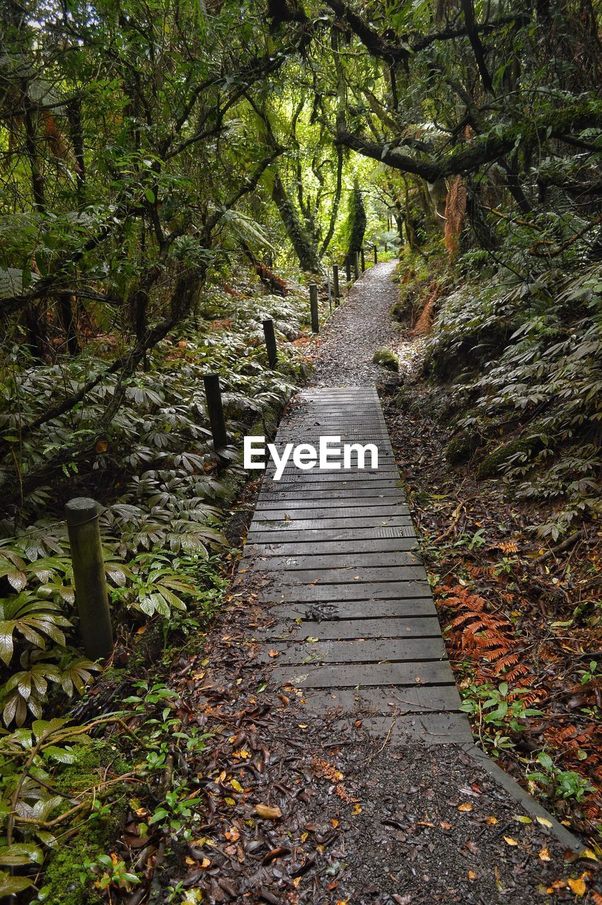 Footpath amidst trees in forest