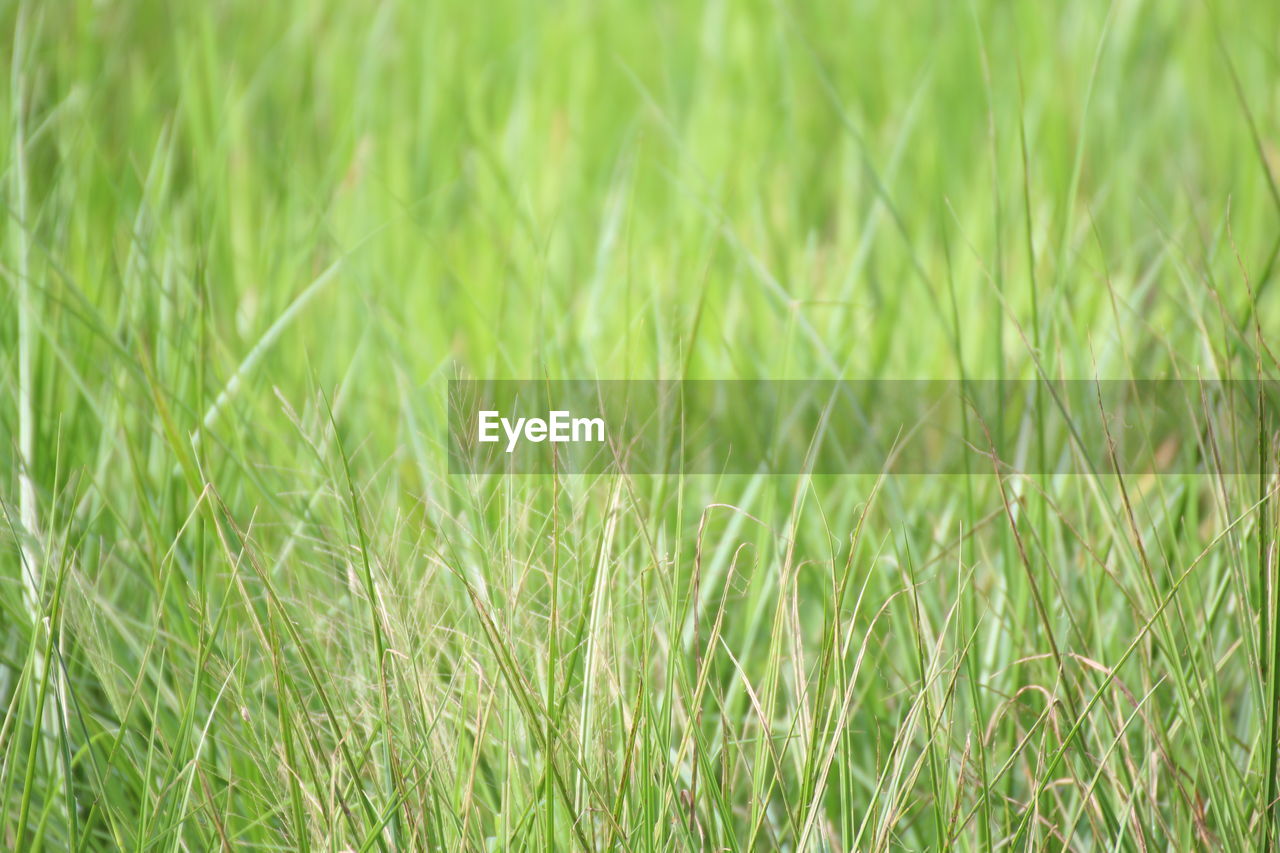 FULL FRAME SHOT OF GRASS