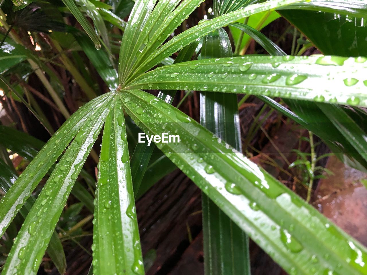 CLOSE-UP OF WATER DROPS ON PLANT